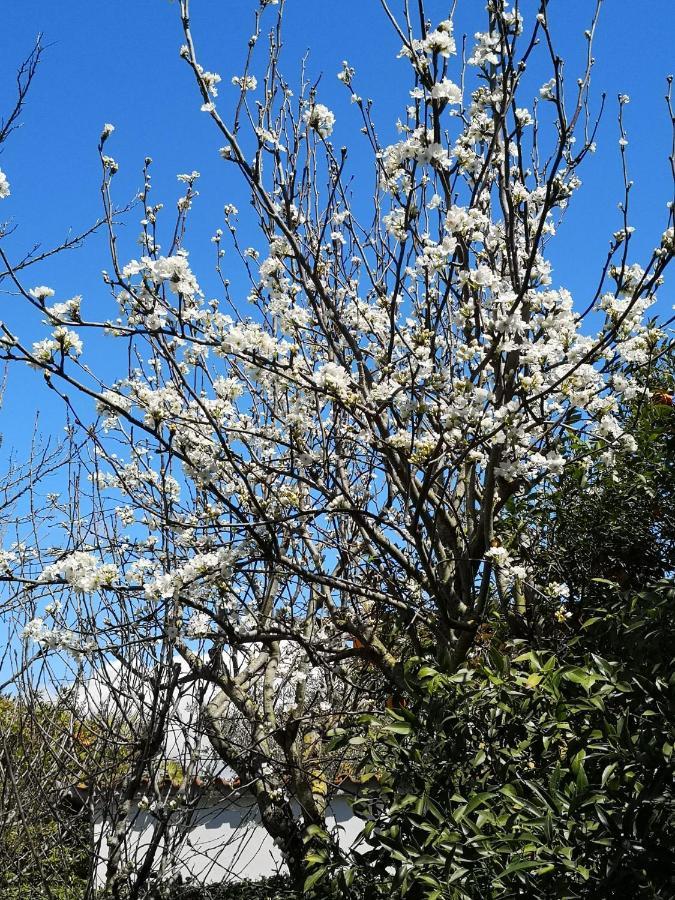 Appartamento In Villa Con Giardino Vicino Al Mare Bella Farnia Kültér fotó